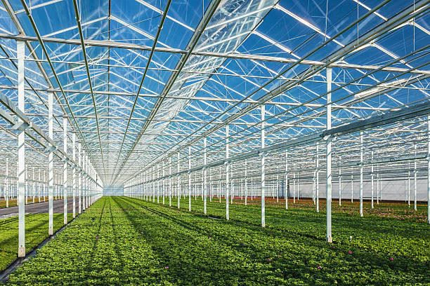 Venlo Strong Wind Snow Resistant Polycarbonate Light Deprivation Greenhouse